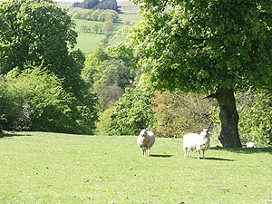Sheep Bed and Breakfast Forest of Bowland
